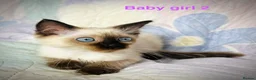 Ragdoll cats for sale: Socialised Baby Ragdoll Kittens ready now  - Advert 4