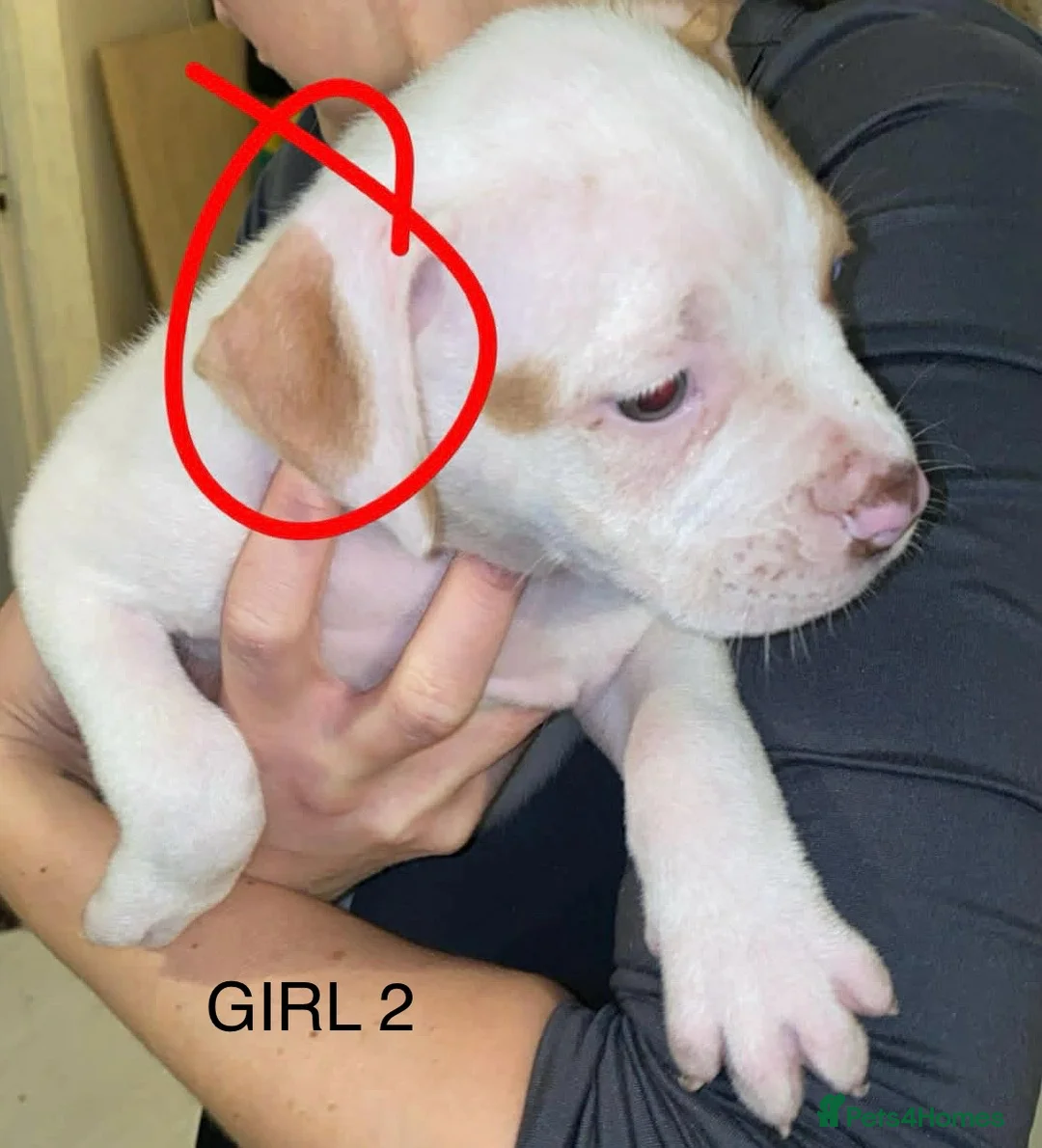 American Bulldog dogs for sale: American bulldog puppies - Advert 9