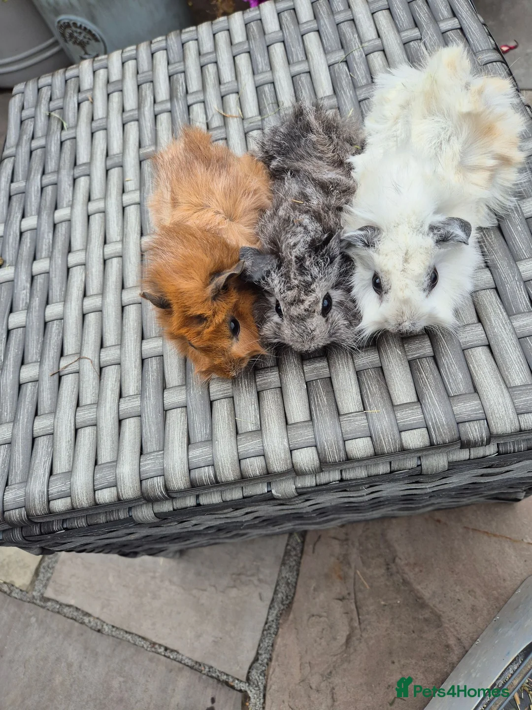 Guinea Pig rodents for sale: Californian Funky Guinea Pigs  - Advert 6