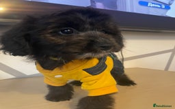 Cockapoo dogs for sale: Cockapoo F2 beautiful puppies ready to go  - Image 26