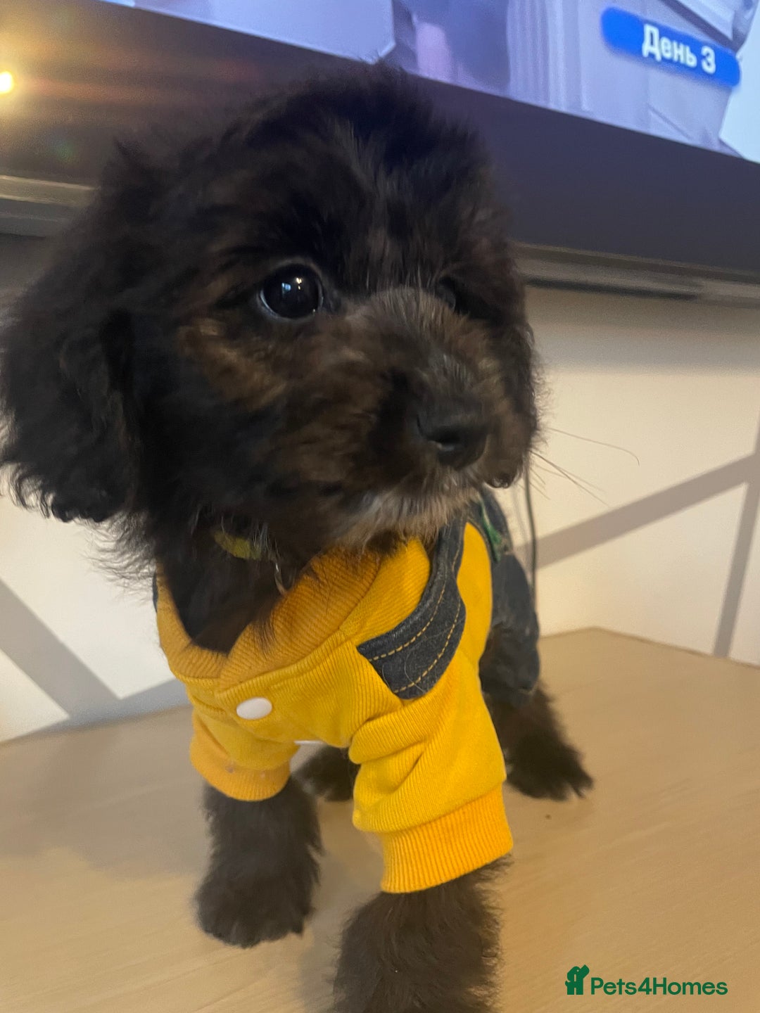 Cockapoo dogs for sale: Cockapoo F2 beautiful puppies ready to go  - Image 26