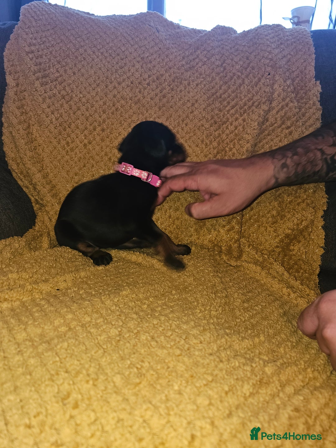 Dobermann dogs for sale: ☆☆DOBERMAN PUPPIES FOR SALE ☆☆ - Advert 14