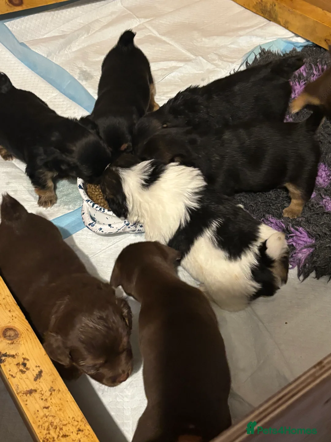 Jack Russell dogs for sale: Trad.family short legged short hair- ready!! - Advert 6