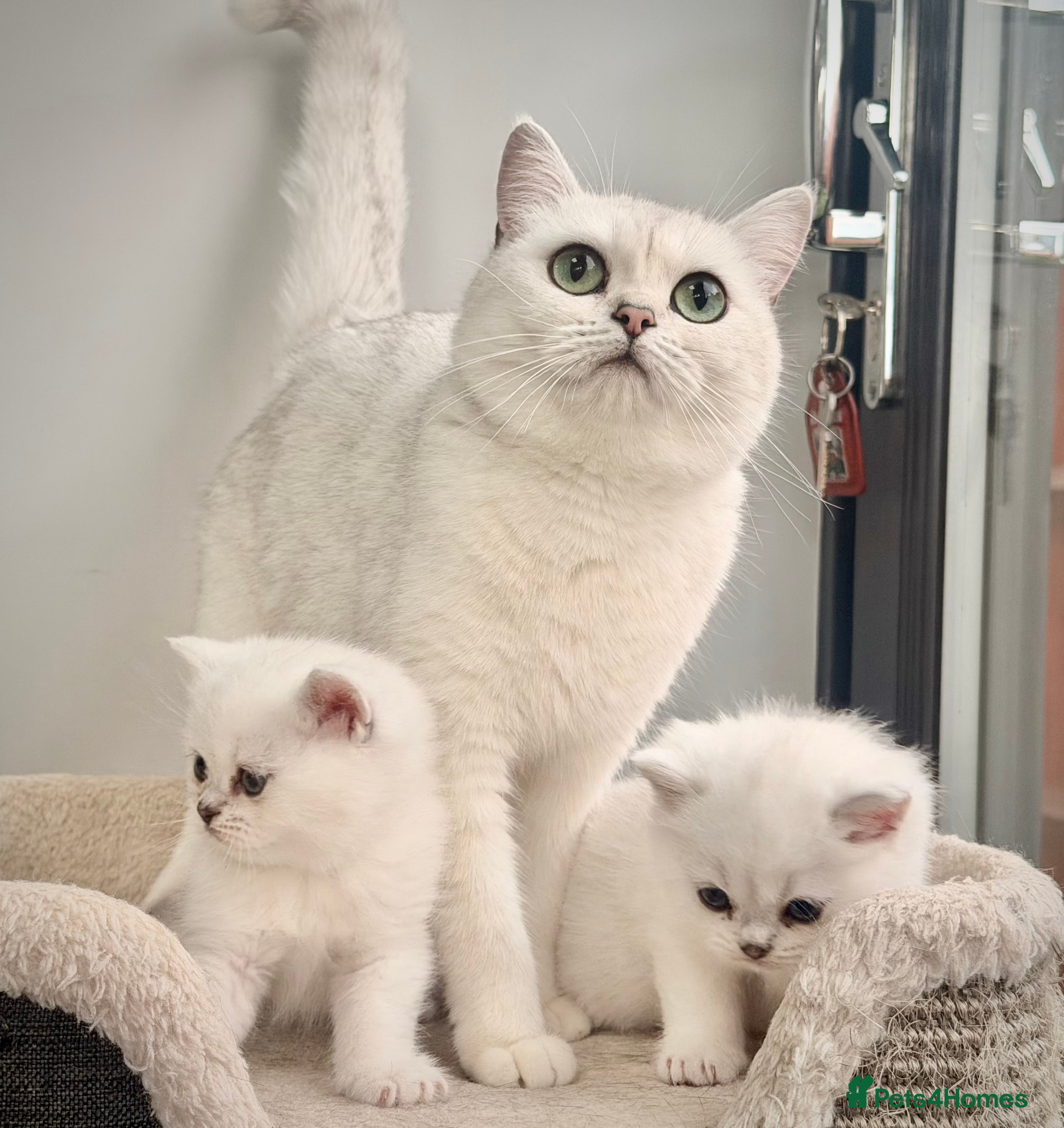 British Shorthair cats BSH British Shorthair black tipped(silver shaded) - Advert 1