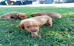 Cockapoo dogs for sale: Beautiful cockerpoo puppies  - Image 7