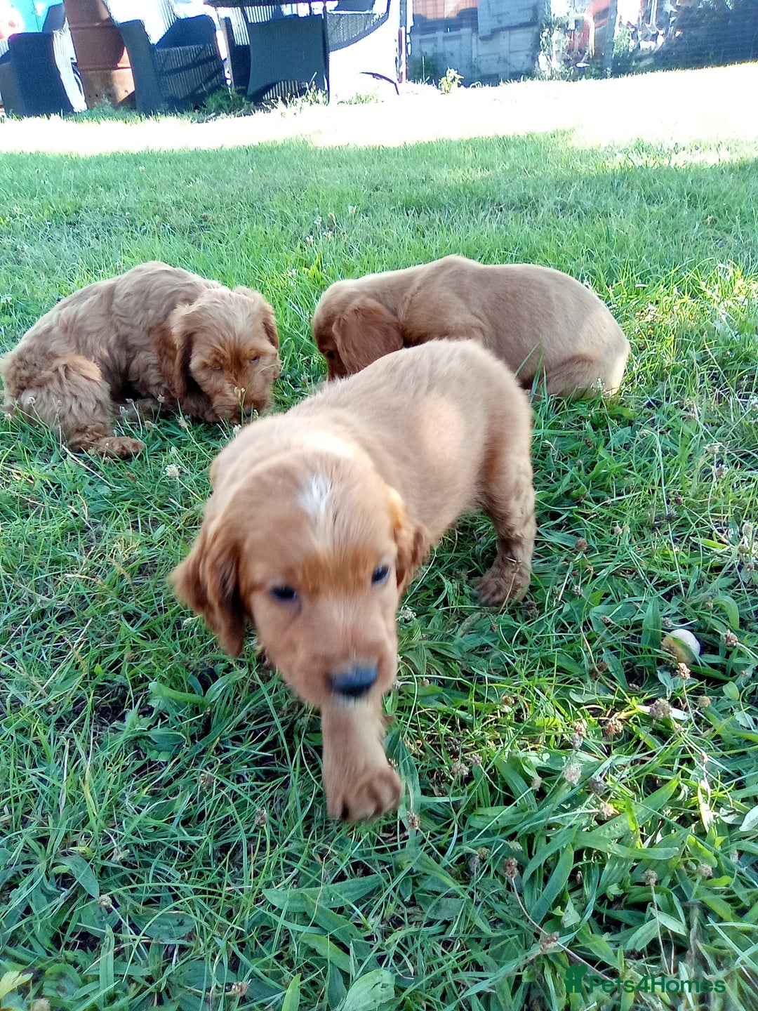Cockapoo dogs for sale: Beautiful cockerpoo puppies  - Image 7