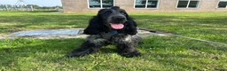 Cocker Spaniel dogs for sale: 2 Year old Male Cocker Spaniel - Advert 2
