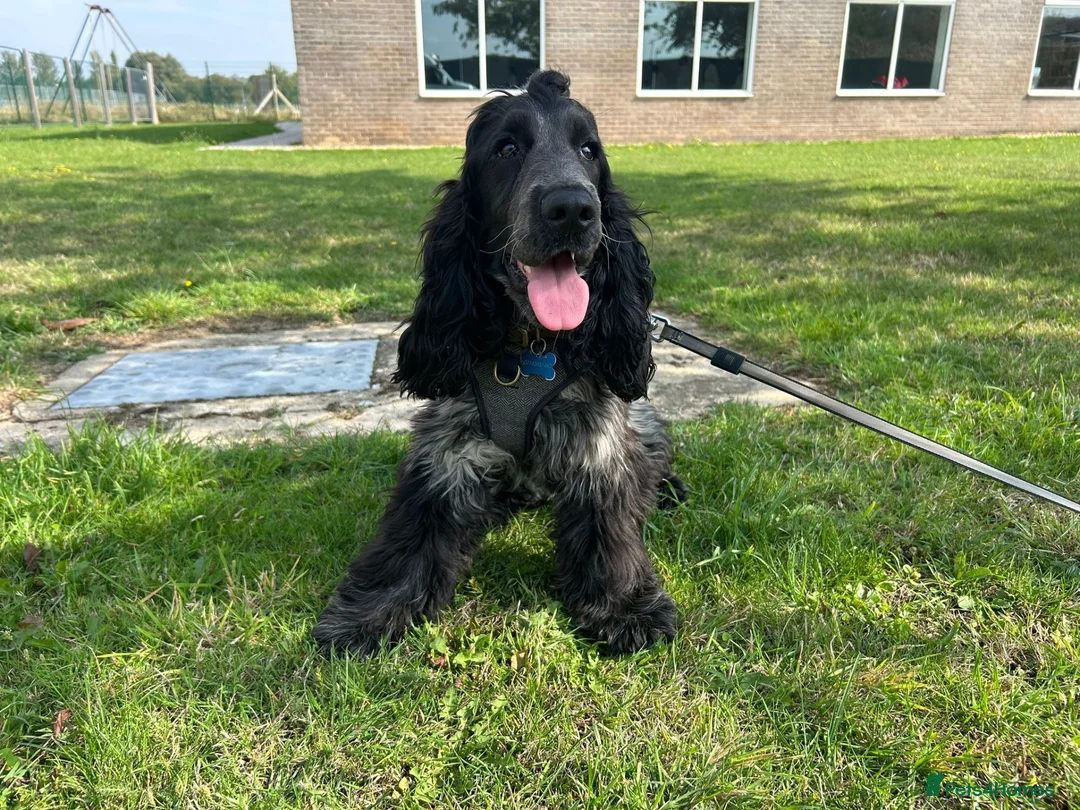 Cocker Spaniel dogs for sale: 2 Year old Male Cocker Spaniel - Advert 2