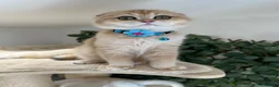 Scottish Fold cats for sale: Champion BL Stunning Scottish kittens  - Advert 26