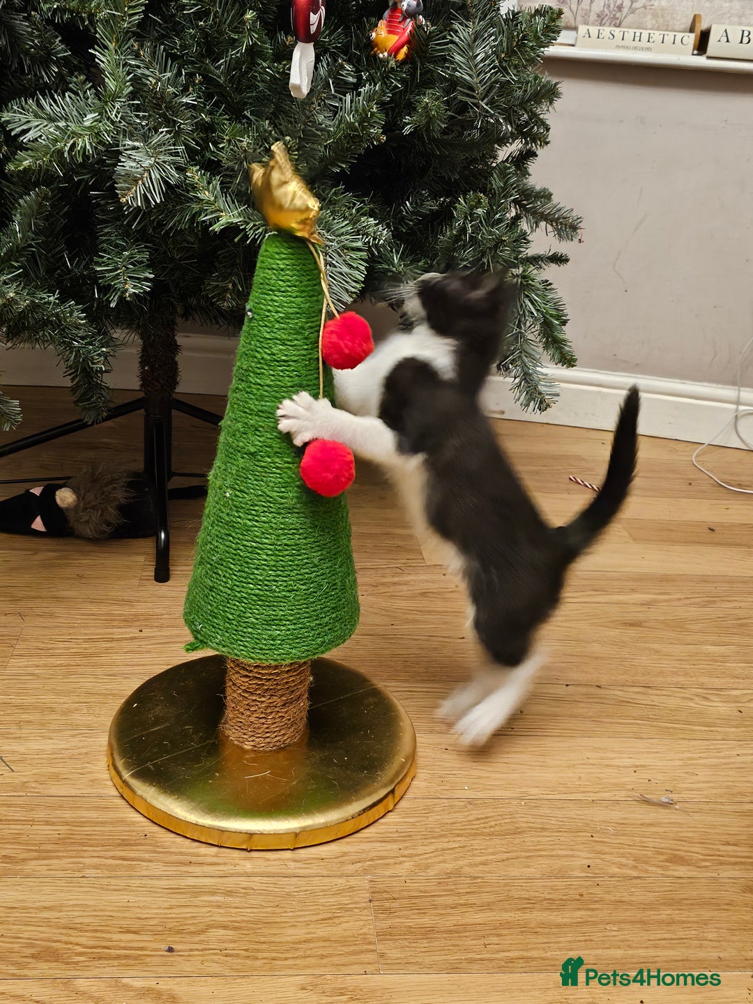 Mixed Breed cats for sale: Black and black and white BSH mix DSH - Advert 3