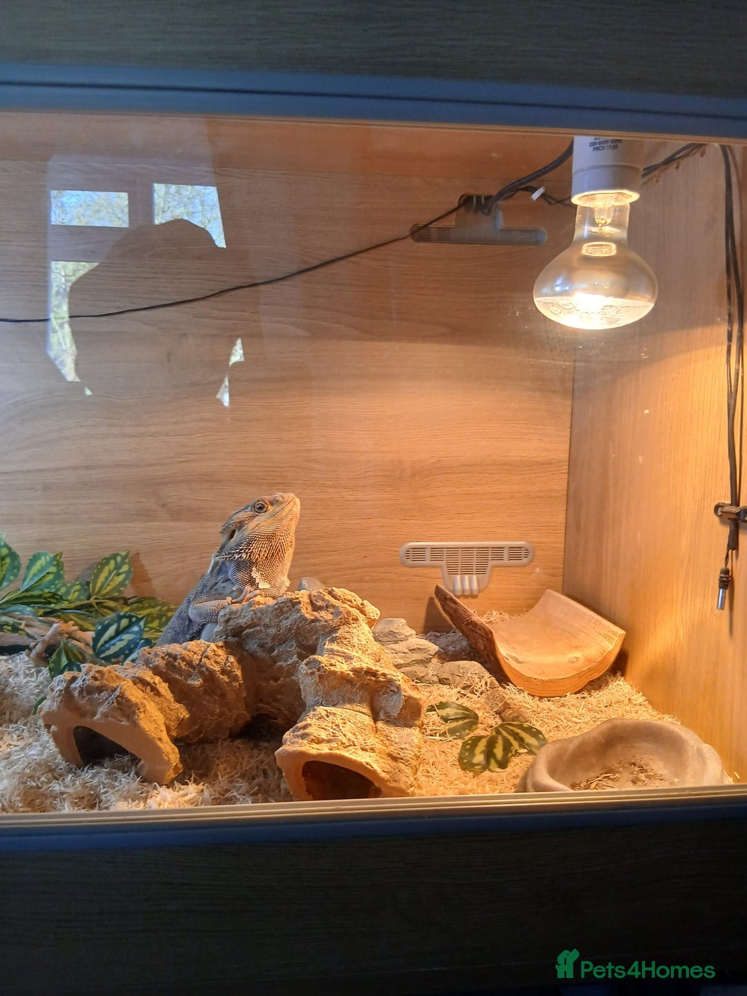 Bearded Dragon reptiles for sale: Bearded Dragon and full set up - Advert 4