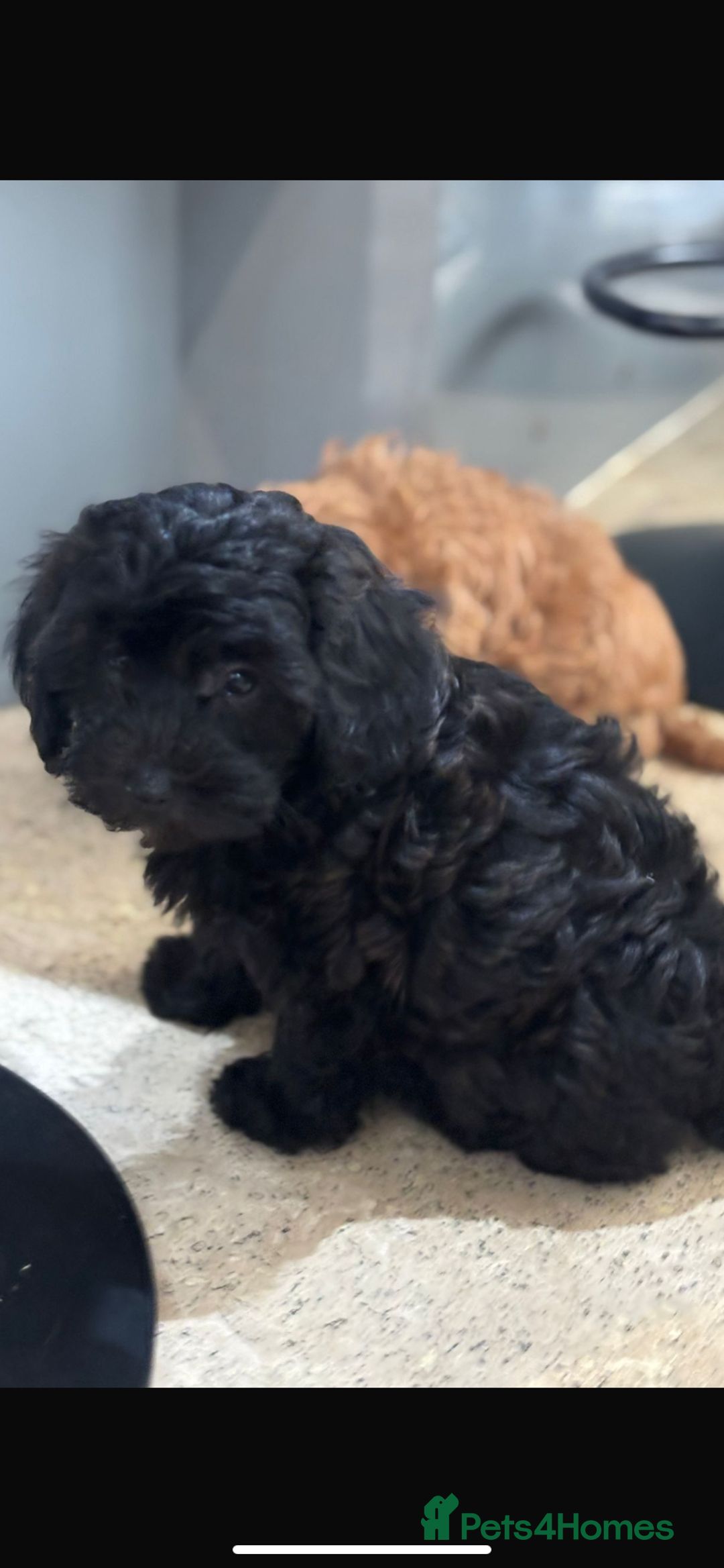 Maltipoo dogs for sale: Stunning maltipoo pups  - Advert 6