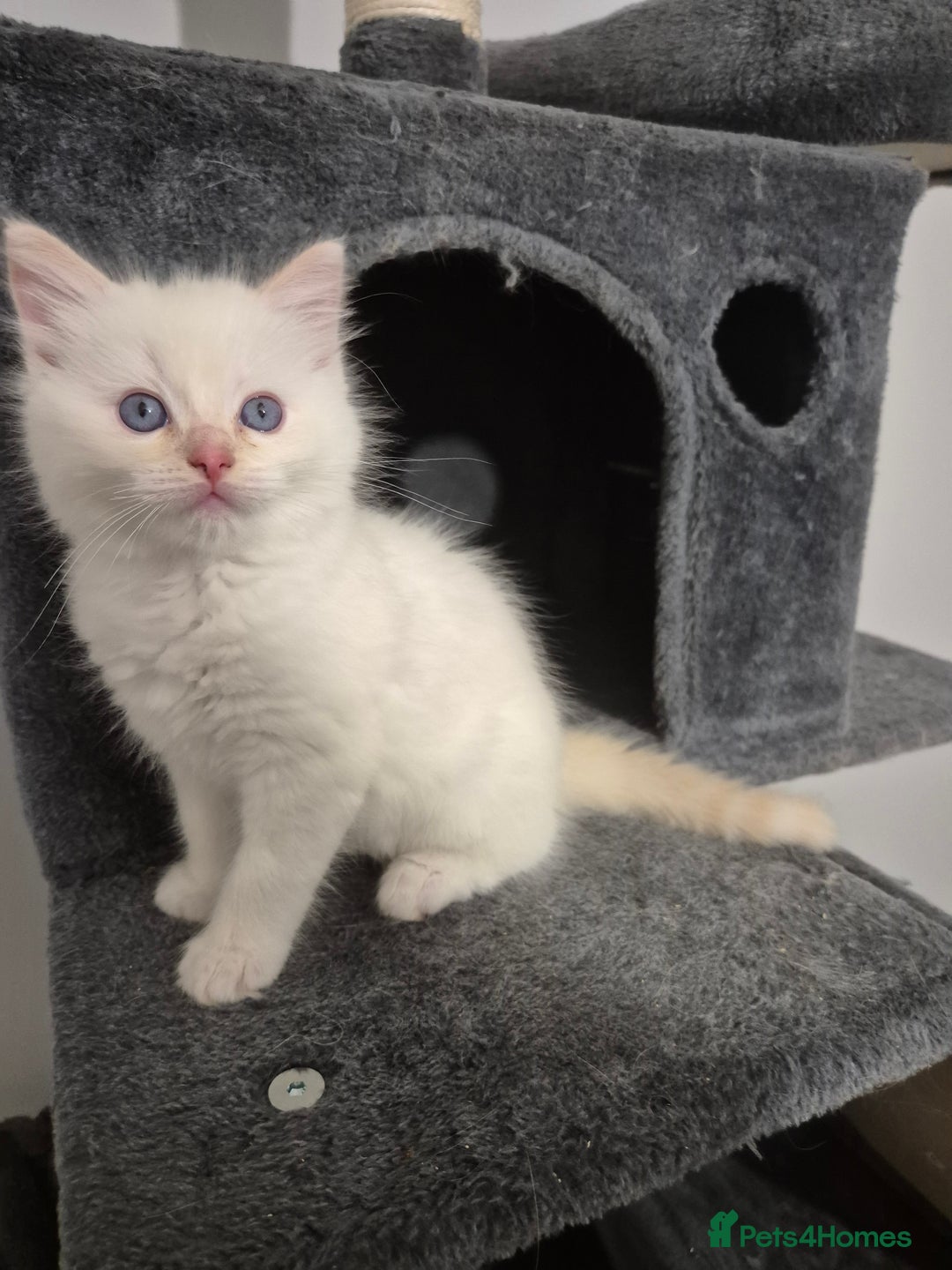 Ragdoll cats for sale: Pure ragdolls 2 flame point and 1 rare mink tortie - Image 3