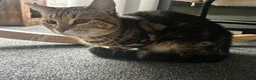 Mixed Breed cats for sale: 1 Year Old Cats Looking for Home in Seaham - Advert 1