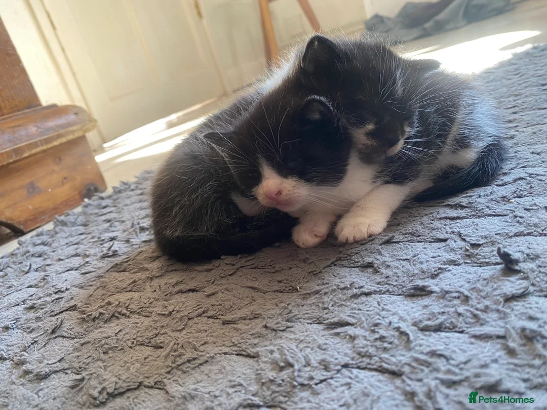Mixed Breed cats for sale: Beautiful kittens needing loving homes  - Advert 4