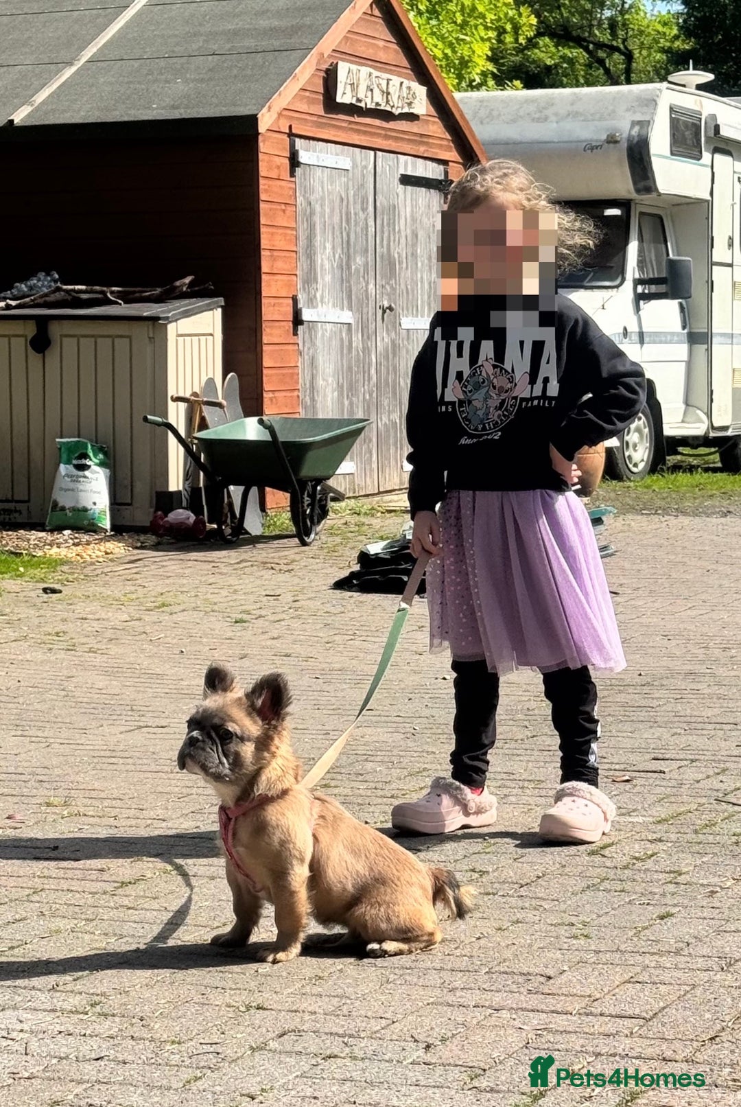 French Bulldog dogs for sale: FULL FLUFFY KC REG FRENCH BULLDOGS–MOTHER & SON  - Advert 11