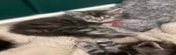 Maine Coon cats for sale: **PURE Maine Coon Kittens** 2 Boys / 4 Girls - Advert 13
