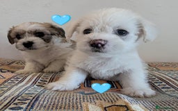 Cavachon dogs for sale: Cavachon Puppies - excellent example!  - Image 9