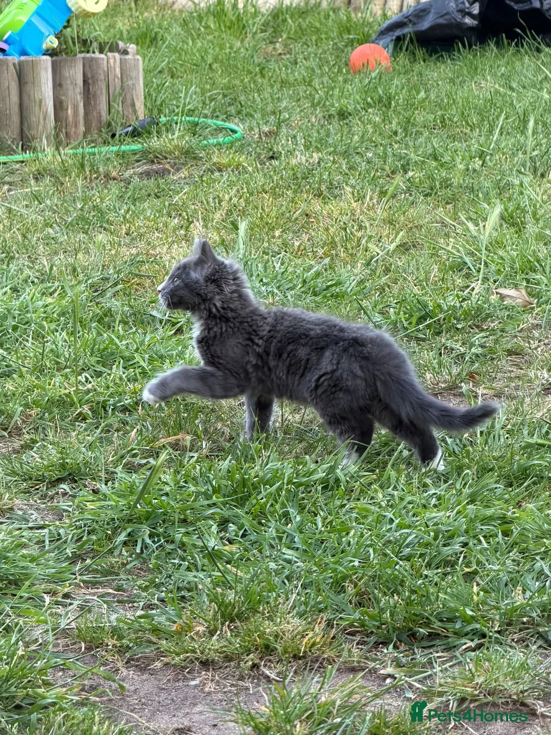 Russian Blue cats for sale: Russian blue x british shorthair in Pershore - Advert 10