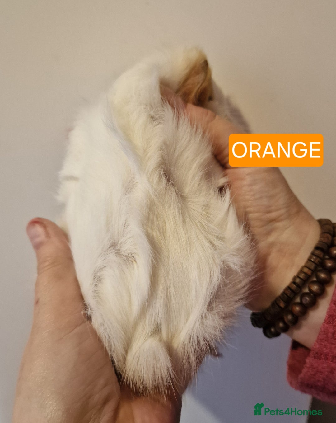 Guinea Pig rodents for sale: Female guinea pigs  - Advert 13