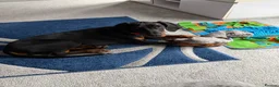 Dobermann dogs for sale: 15 week old (started) Doberman puppy female  - Advert 12