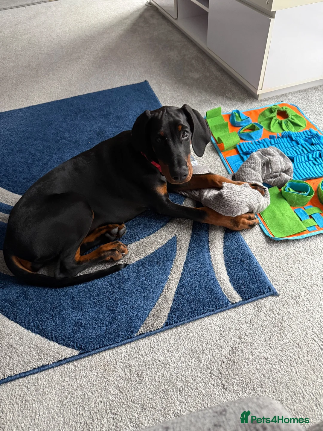 Dobermann dogs for sale: 15 week old (started) Doberman puppy female  - Advert 12