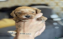 Cockapoo dogs for sale: 2 weeks old cockapoos  - Image 6