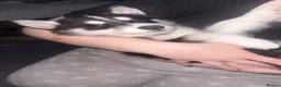 Siberian Husky dogs for sale: LAST 3 Beautiful Siberian Huskys Puppy's  - Advert 5