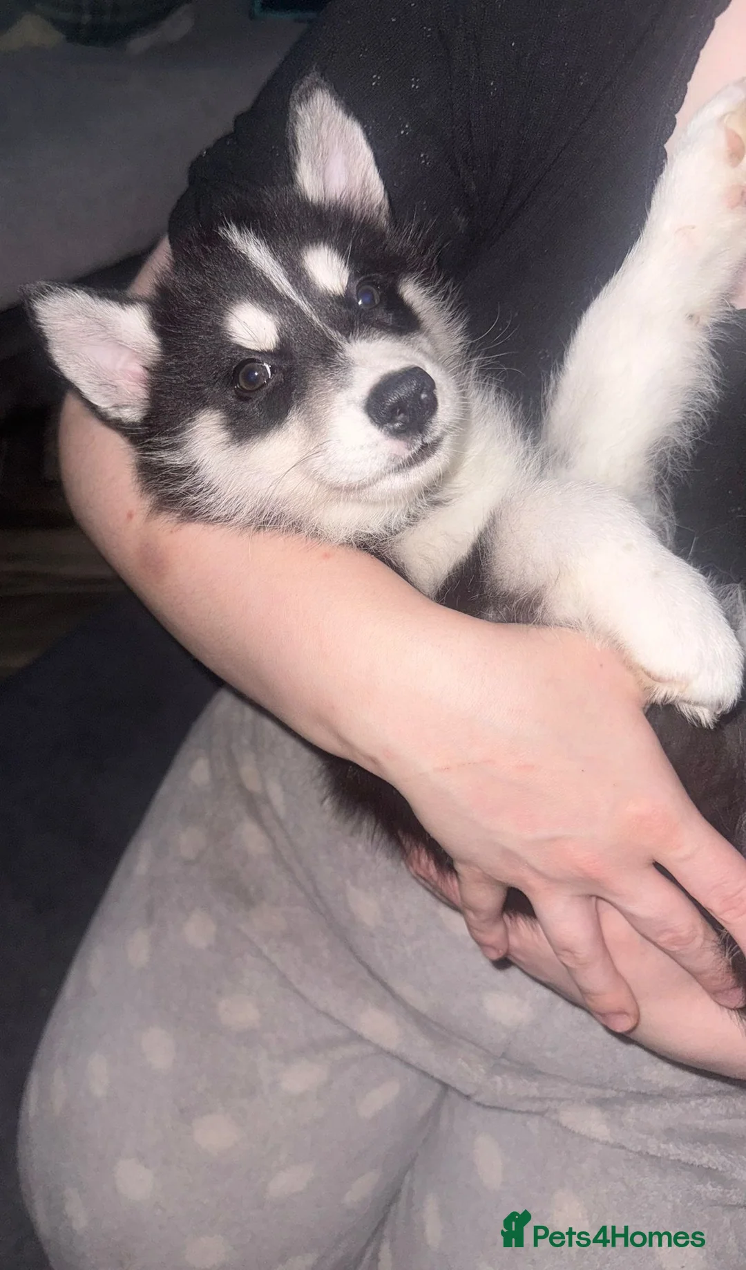 Siberian Husky dogs for sale: LAST 3 Beautiful Siberian Huskys Puppy's  - Advert 5