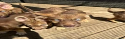 Shepsky dogs for sale: Stunning multi-coloured eyed puppies - Advert 17