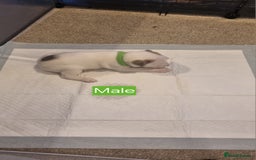 Mixed Breed dogs for sale: Staffy x Whippet puppies - Image 3