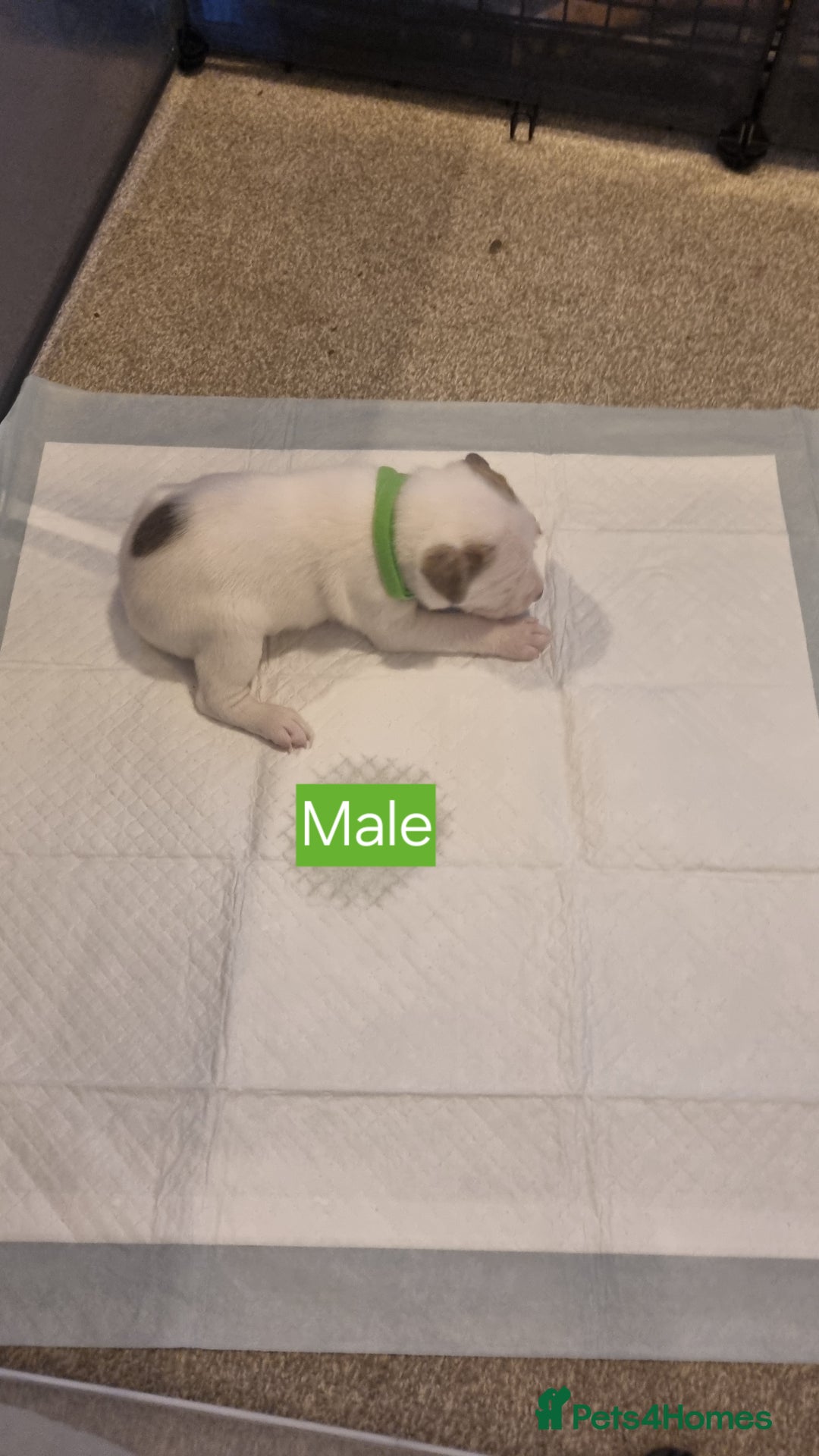 Mixed Breed dogs for sale: Staffy x Whippet puppies - Image 3