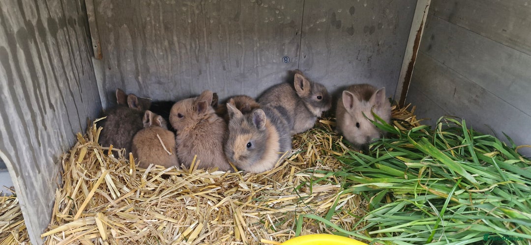 Mini Lion Lop rabbits for sale: Baby mini lop and lionhead - Advert 2