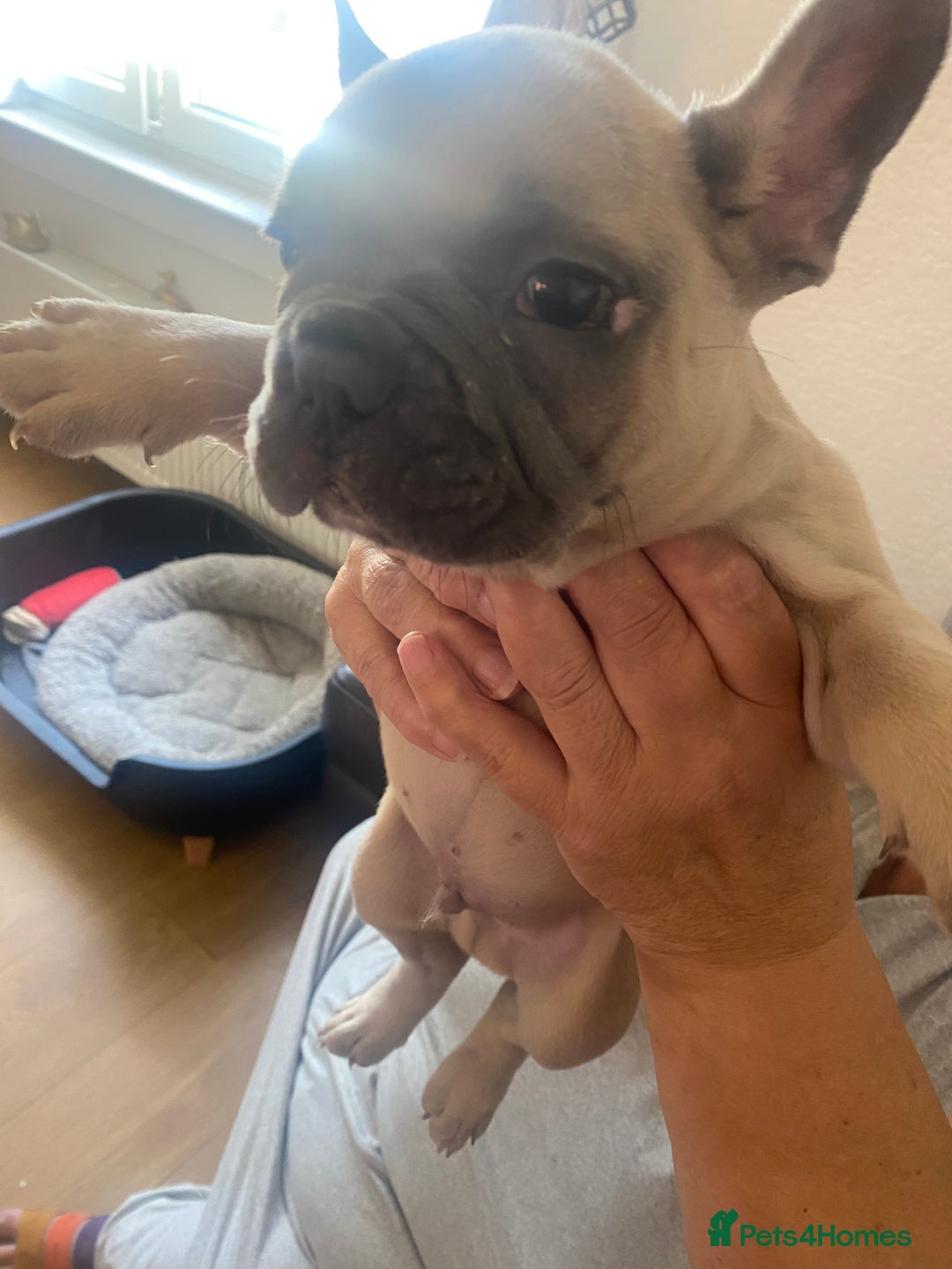 French Bulldog dogs for sale: Puppies - Image 4