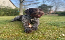 Mixed Breed dogs for sale: Expected Wirehaired Vizla x GWH Pointer puppies  - Image 2