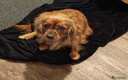 Cavapoo dogs for sale: F1 Cavapoos - HT Parents - Sep Collect - Image 3