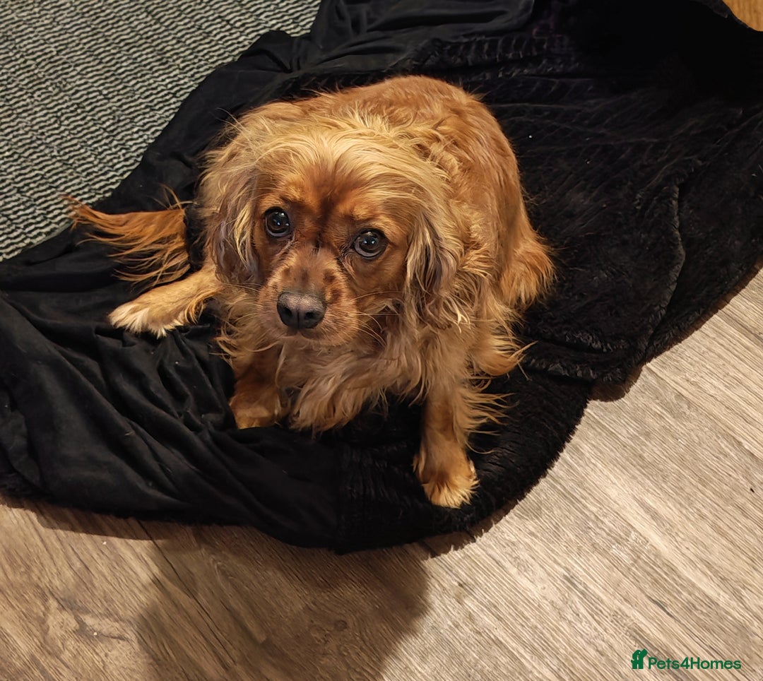 Cavapoo dogs for sale: F1 Cavapoos - HT Parents - Sep Collect - Image 3