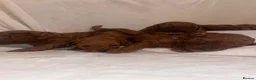 Cavapoo dogs for sale: Beautiful deep red Cavapoo puppies  - Advert 18