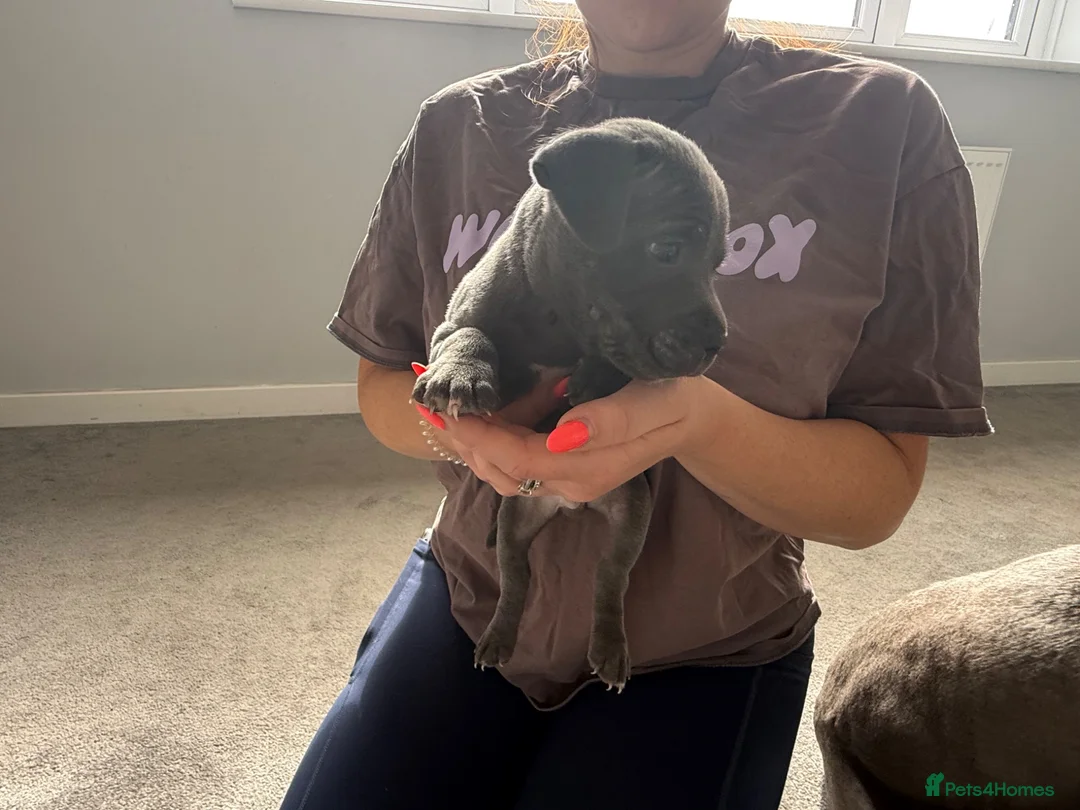 Staffordshire Bull Terrier dogs for sale: Four stunning blue Staffordshire bull terriers - Advert 17