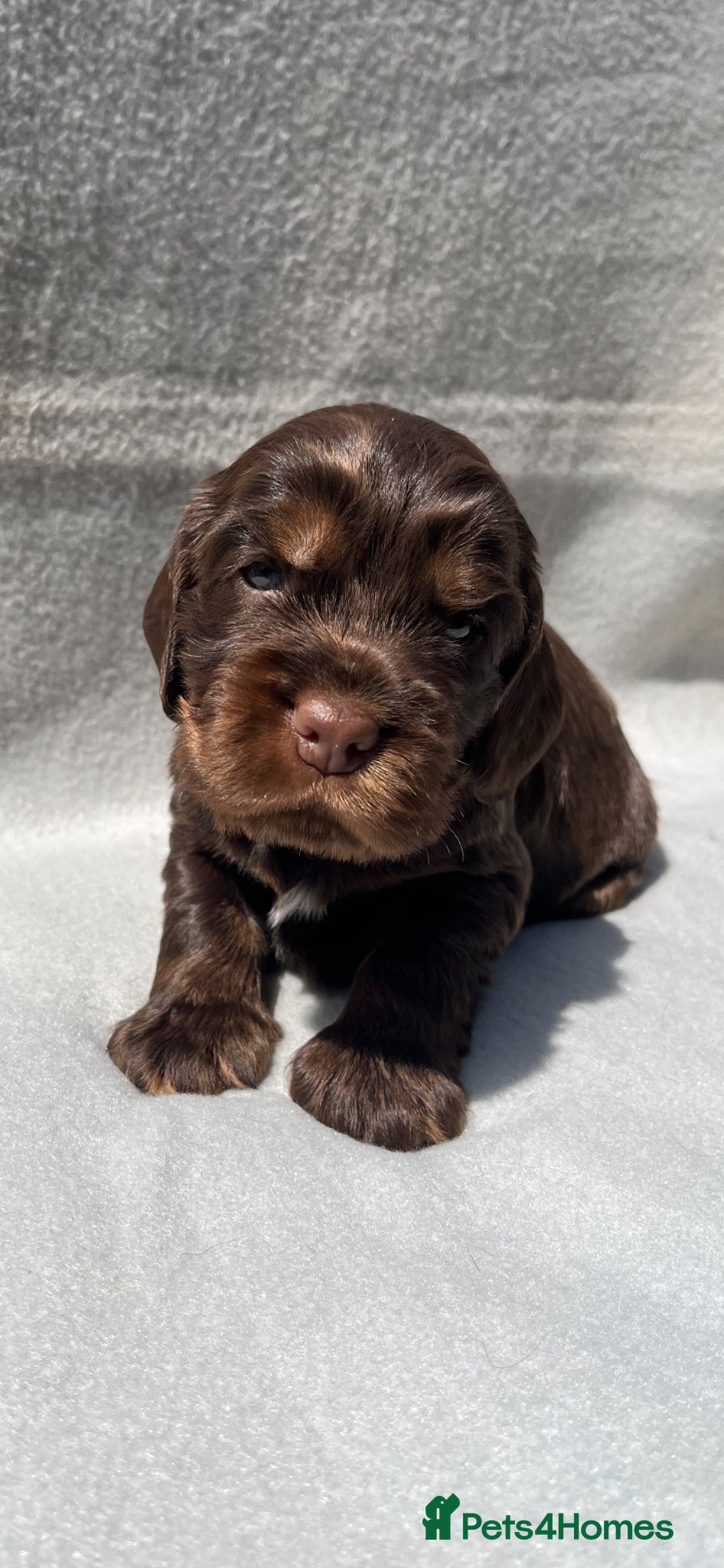 Cocker Spaniel dogs KC Registered Cocker Spaniels - Advert 2