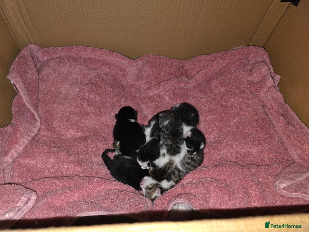 Mixed Breed cats for sale: Beautiful kittens for sale - Advert 2