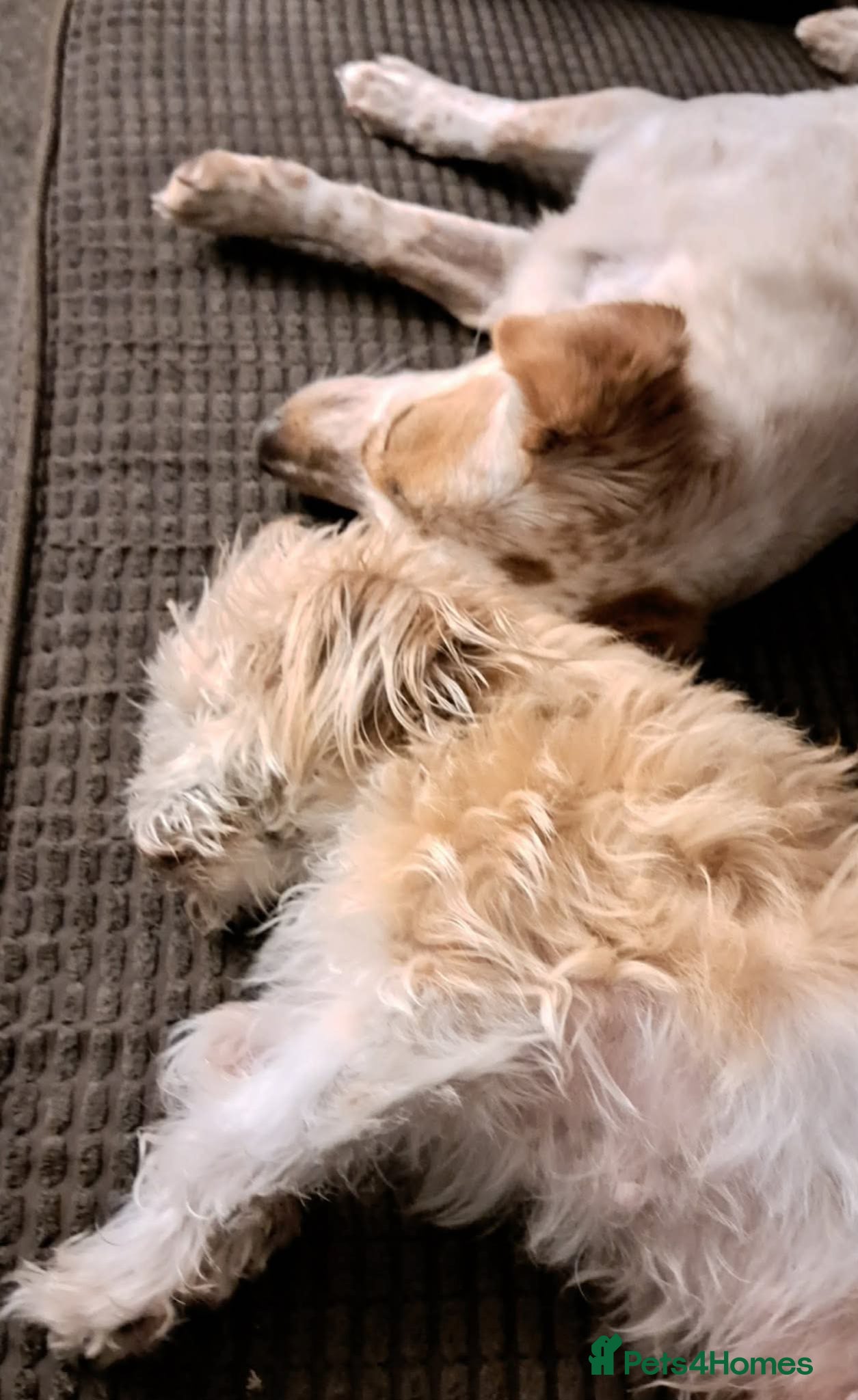Mixed Breed dogs for adoption: Schnuppi is ready for her forever family! in Atherstone - Advert 11