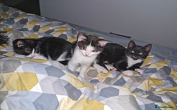 British Shorthair cats for sale: British Shorthair Mix Kittens - Image 5
