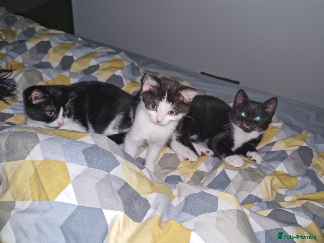 British Shorthair cats for sale: British Shorthair Mix Kittens - Image 5