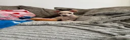 Italian Greyhound dogs for sale: KC Italian greyhound puppies 🏡 ready now - Advert 10