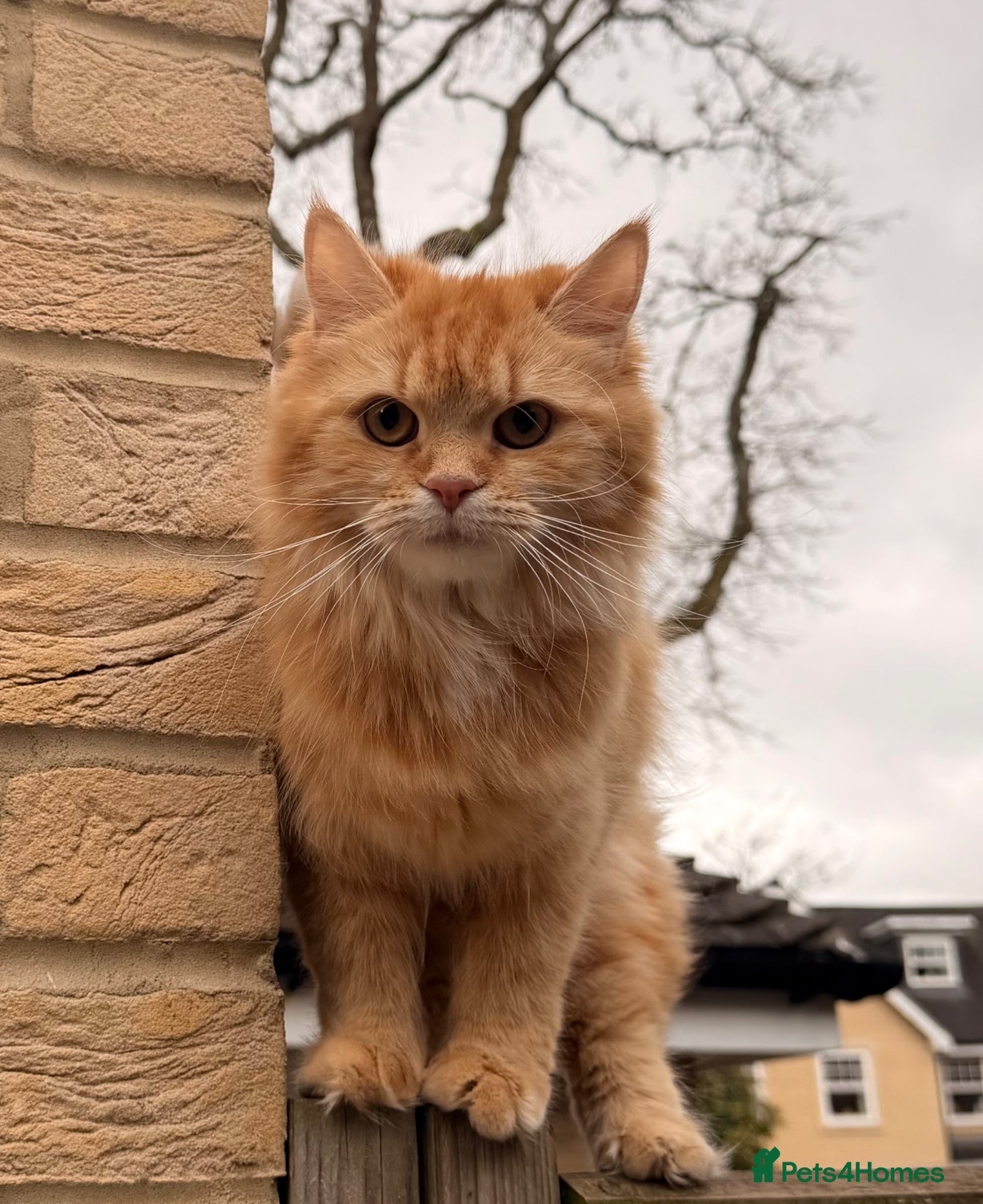 Mixed Breed cats 6 super cute kittens  - Advert 1