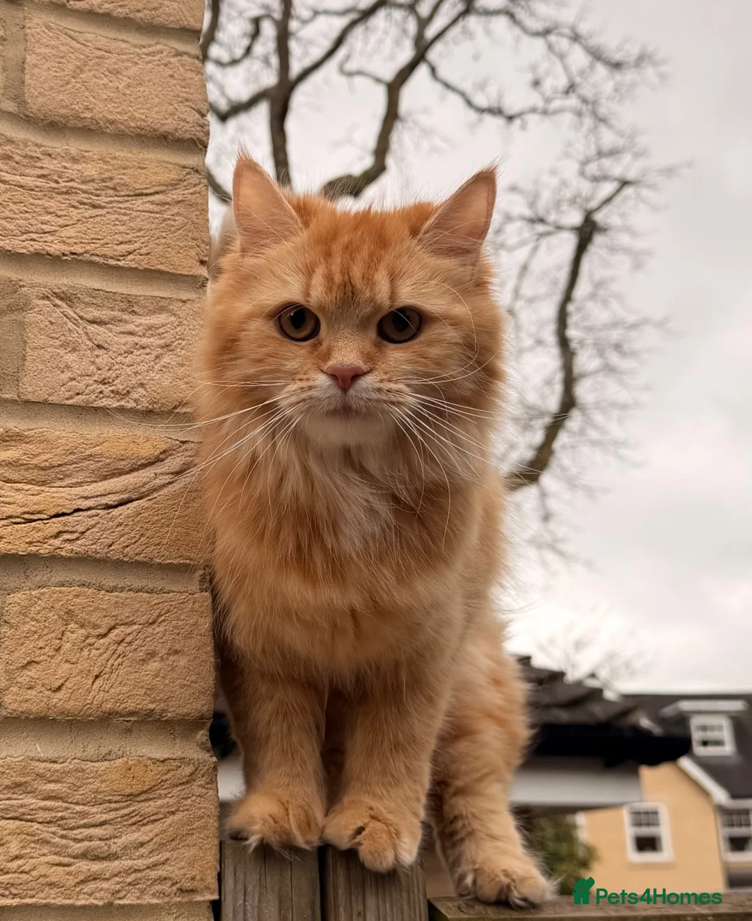 Mixed Breed cats for sale: 6 super cute kittens  in Gerrards Cross - Advert 1