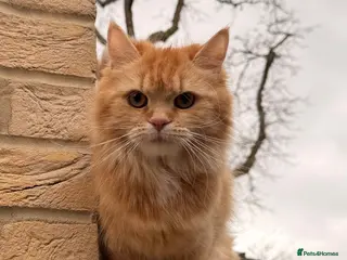 Mixed Breed cats 6 super cute kittens - Advert 1