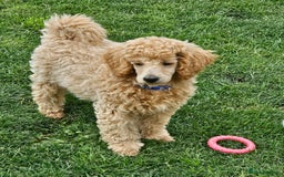 Miniature Poodle dogs for sale: Minatare Poodle Ready Now - Image 10