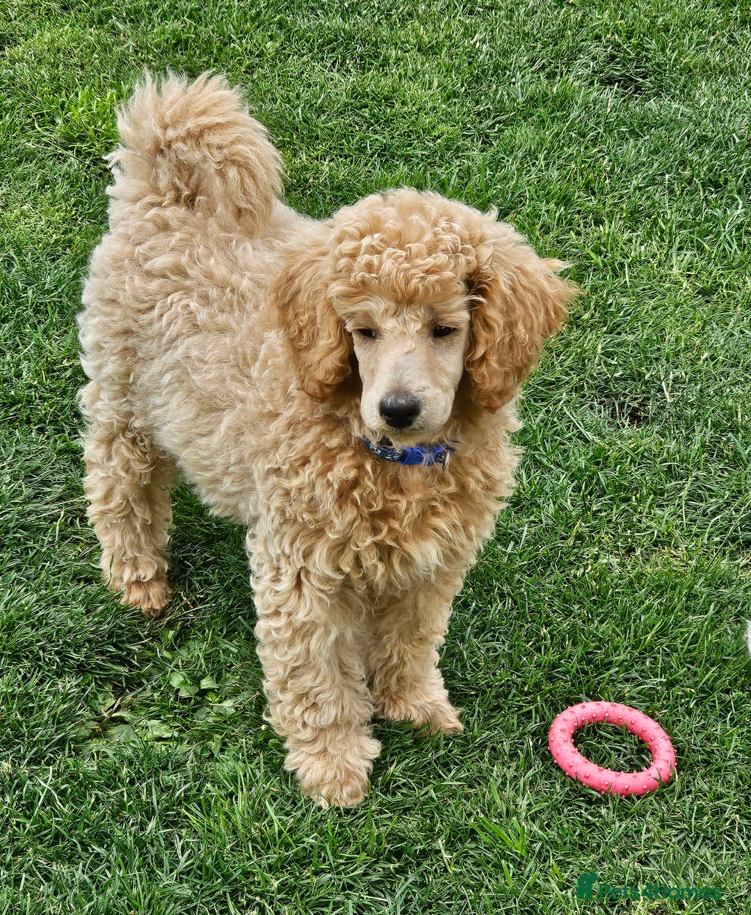 Miniature Poodle dogs for sale: Minatare Poodle Ready Now - Image 10